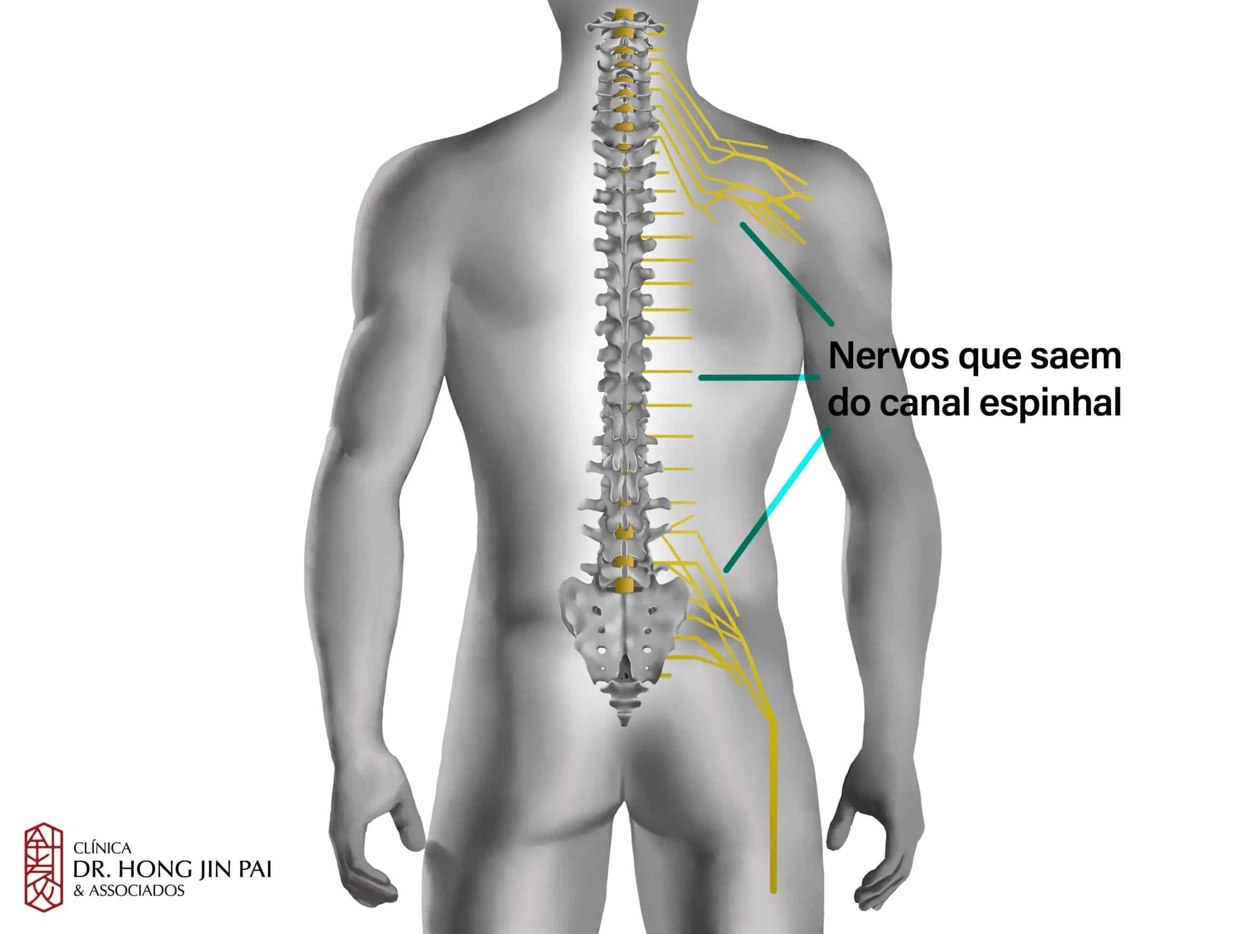 Radiografia ortopédica Traumatologia dor nas costas lesão da coluna  vertebral Ilustração por ©edwardolive #74475923