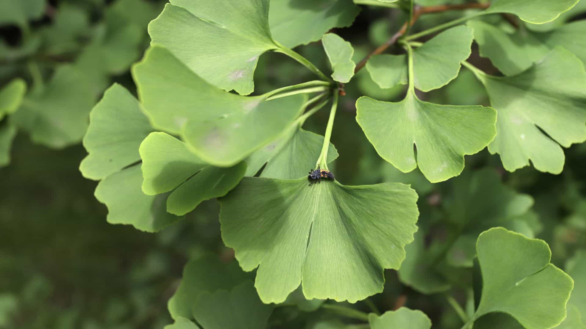 Gingko Biloba Benef Cios Cl Nica Dr Hong Jin Pai Dor Fisiatria